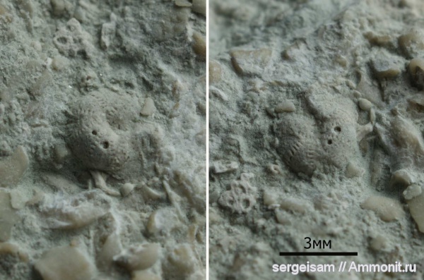 карбон, фораминиферы, Тушино