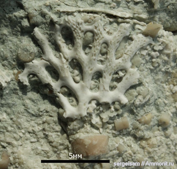 карбон, мшанки