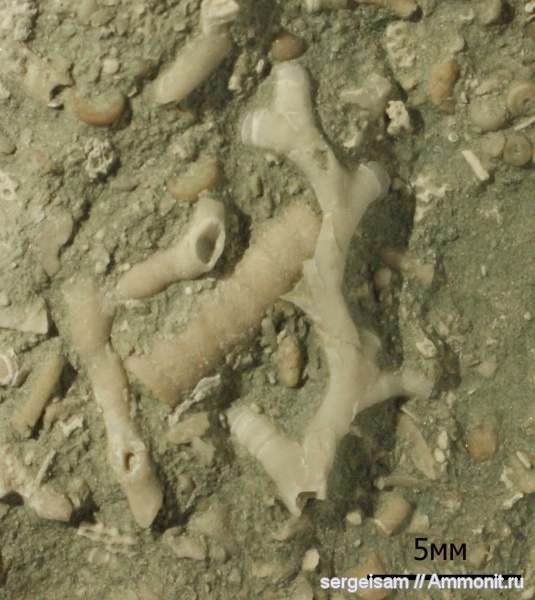 карбон, кораллы, Aulopora