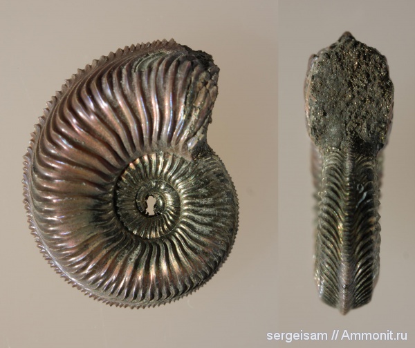 аммониты, юра, Марково, Amoeboceras, Ammonites, Jurassic