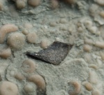 Кусок панциря?