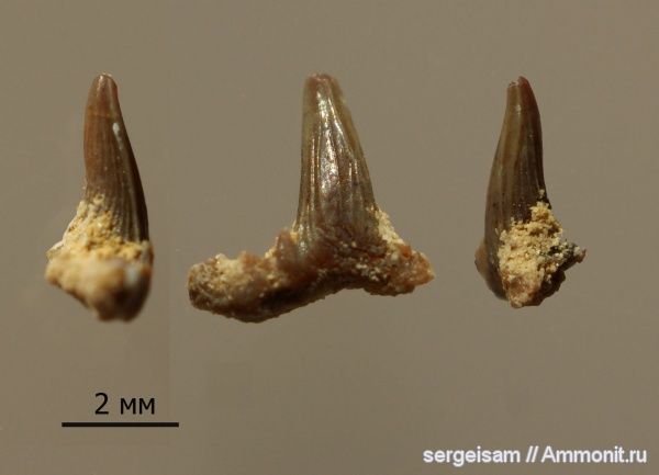 карбон, гжельский ярус, Русавкино, Glikmanius, зубы акул, shark teeth