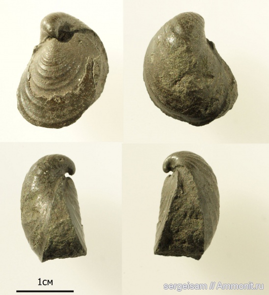 юра, Buchia, Buchia rugosa, Jurassic