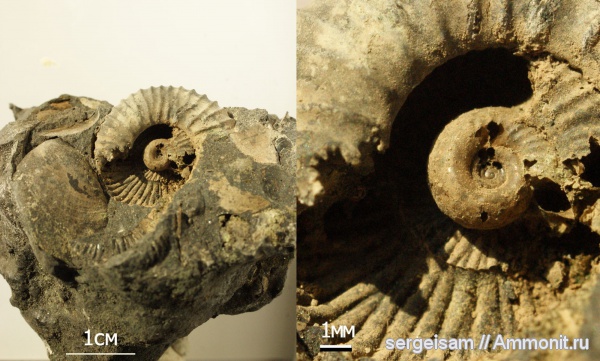 аммониты, юра, Pavlovia, Pavlovia pavlovi, Ammonites, Dorsoplanitidae, Jurassic