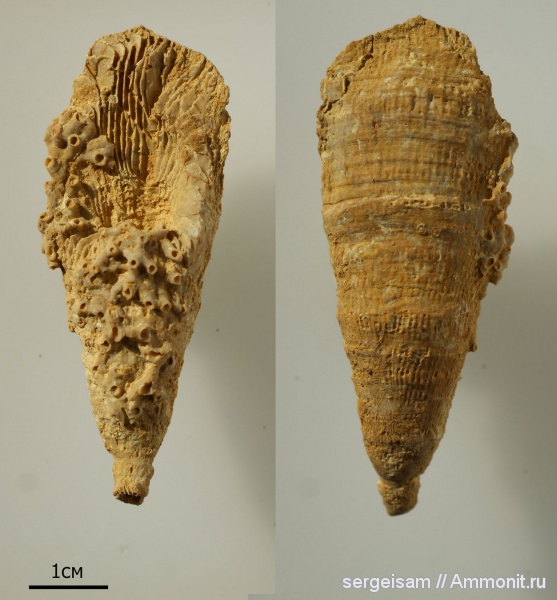 карбон, Gshelia, Aulopora, Gshelia rouilleri, Aulopora macrostoma