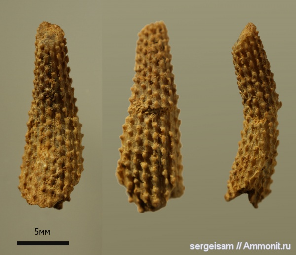 Гжель, Plegiocidaris
