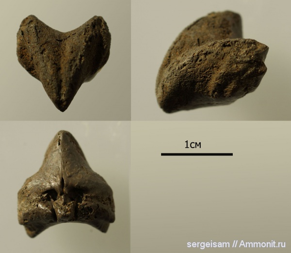брахиоподы, юра, Гжель, Rhynchonella, Rhynchonella loxiae, Jurassic
