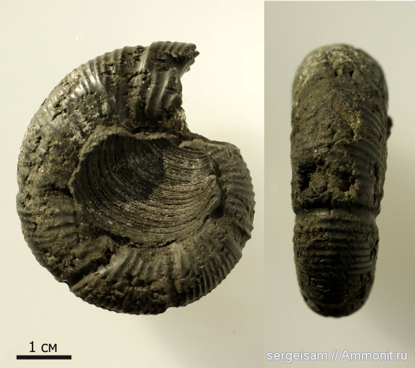 аммониты, юра, Dorsoplanites, Ammonites, Jurassic