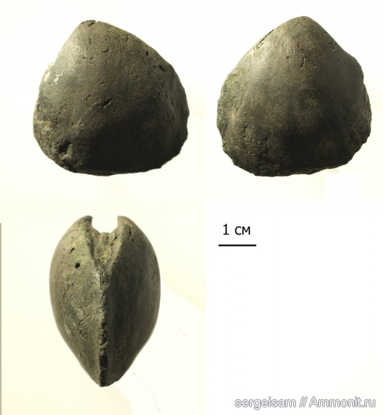 юра, двустворчатые моллюски, Jurassic