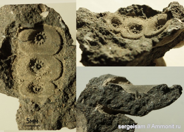 морские ежи, юра, Rhabdocidaris, Rhabdocidaris spinigera, Jurassic