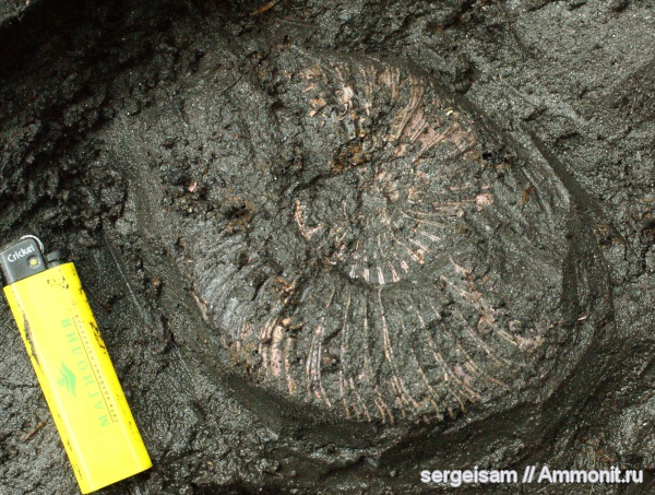 юра, Virgatites, Мневники, Jurassic