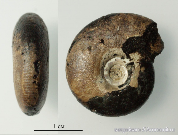 аммониты, юра, Мневники, Craspedites, Ammonites, Jurassic