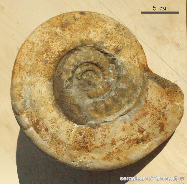 аммониты, юра, Никитино, Ammonites, Jurassic