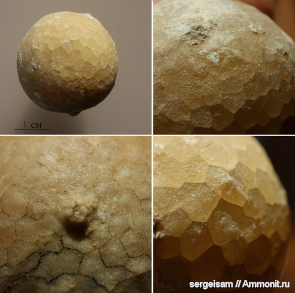 ордовик, цистоидеи, Ordovician