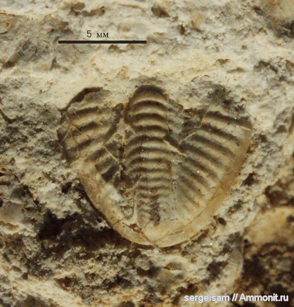 трилобиты, карбон