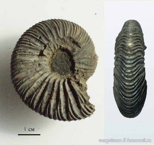 аммониты, юра, Virgatites, волжский ярус, Еганово, Virgatites virgatus, Ammonites, Volgian, Jurassic