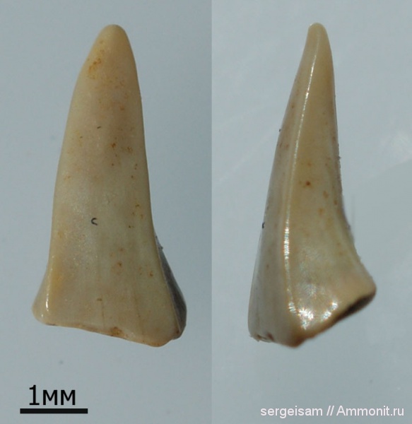 мел, нижний альб, зубы акул, Cretaceous, shark teeth