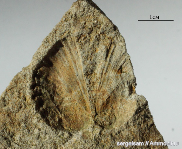 мел, двустворчатые моллюски, турон, Стенки, Turonian, Cretaceous