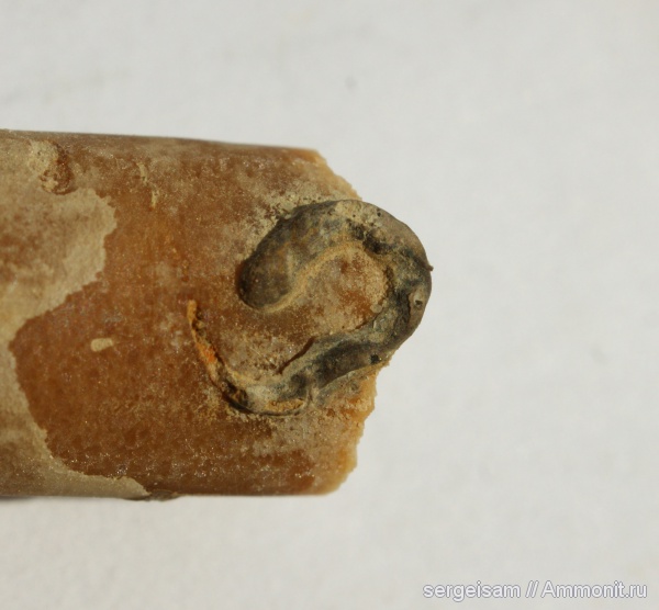 мел, серпулы, Serpula, Serpulidae, турон, Стенки, Turonian, Cretaceous