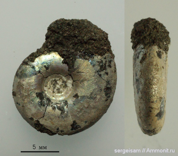 юра, Kachpurites, Еганово, Kachpurites subfulgens, Volgian, Jurassic