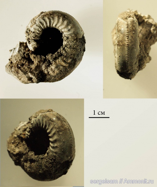 аммониты, юра, оксфорд, Ammonites, Amoeboceras zieteni, Болгары, Plasmatites, Plasmatites zieteni, Oxfordian, Jurassic