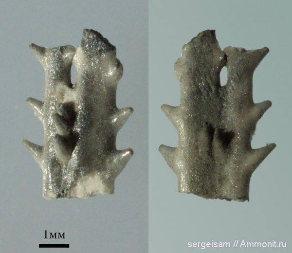 морские ежи, юра, Мневники, Jurassic