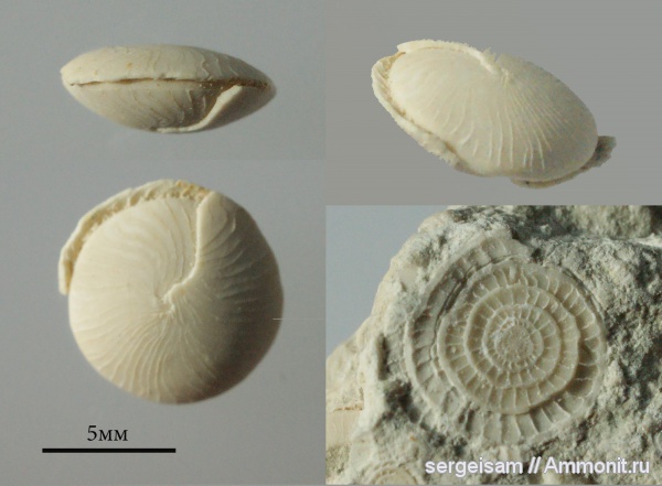 палеоген, Nummulites, Скалистое, Nummulites rotularius