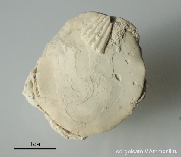 палеоген, Nummulites, Nummulites distans, Скалистое