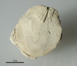 Nummulites distans