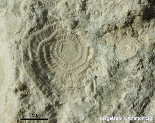 палеоген, Nummulites, Nummulites distans, Скалистое