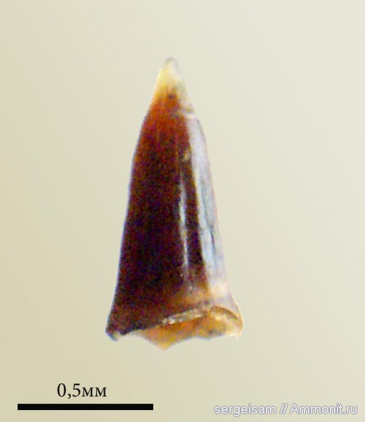 карбон, гжельский ярус, Русавкино, зубы рыб, Paleonisciformes, fish teeth, палеониски