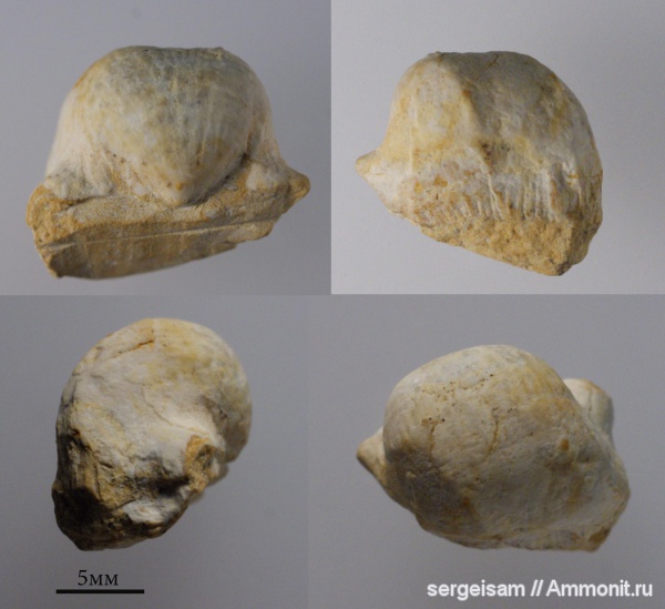 карбон, продуктиды, Русавкино