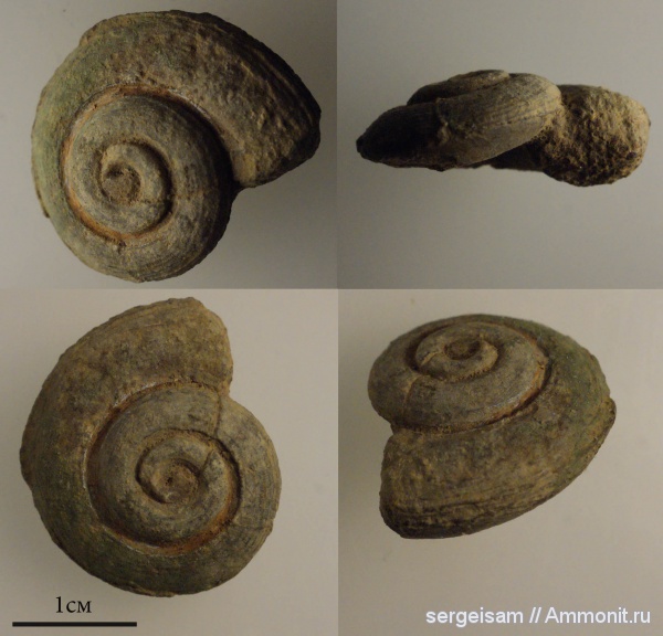 гастроподы, юра, келловей, Никитино, Callovian, Jurassic, Middle Jurassic