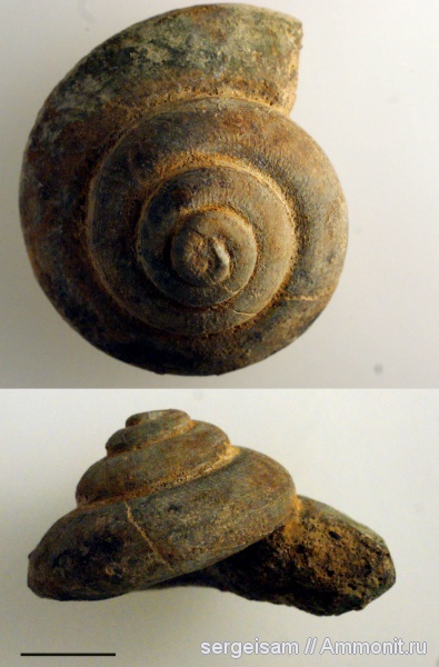 гастроподы, юра, келловей, Никитино, Callovian, Jurassic, Middle Jurassic