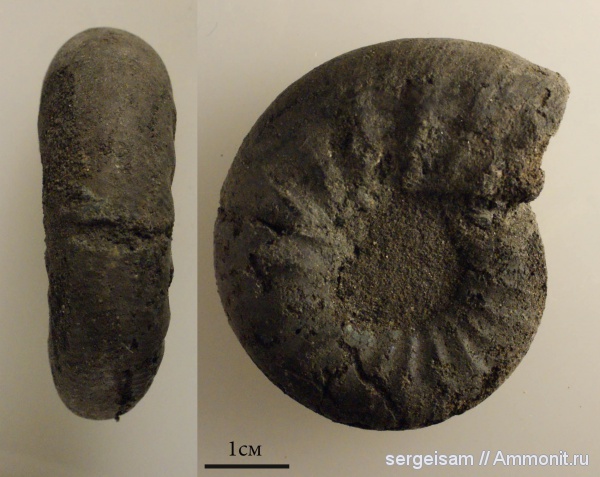 аммониты, юра, Kachpurites, Еганово, Ammonites, Volgian, Jurassic