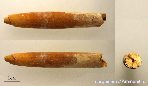 белемниты, мел, турон, Стенки, Goniocamax intermedius, Turonian, Cretaceous, belemnites