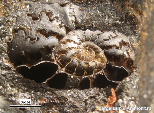 аммониты, мел, альб, Anadesmoceras, Ammonites, лопастные линии, Albian, Cretaceous