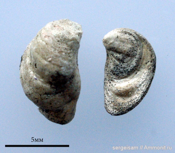 юра, двустворчатые моллюски, Мневники, Jurassic