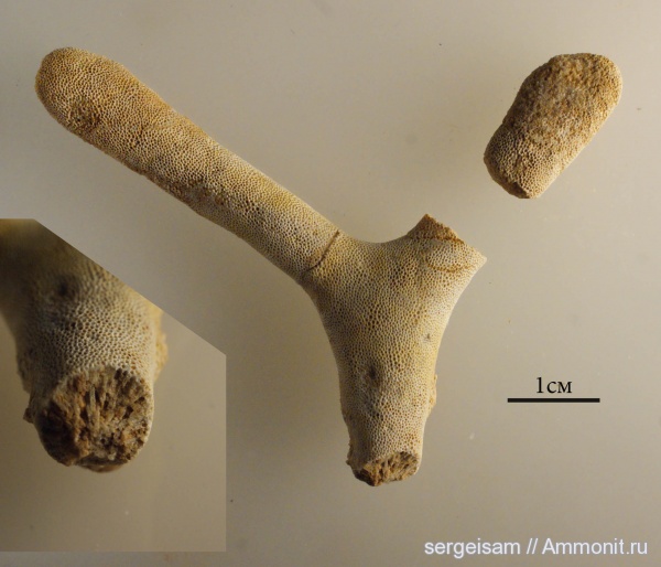 карбон, мшанки, Гжель, гжельский ярус, Tabulipora