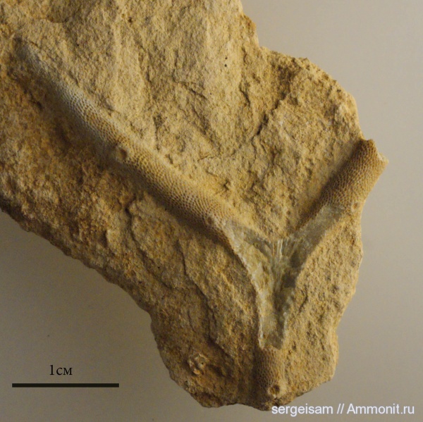 мшанки, Гжель, гжельский ярус