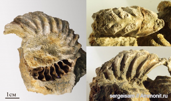 аммониты, мел, альб, Hoplites, Hoplitidae, Ammonites, Hoplites spathi, Albian, Cretaceous