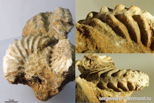 аммониты, мел, Hoplites, Hoplitidae, Ammonites, Hoplites spathi, Cretaceous