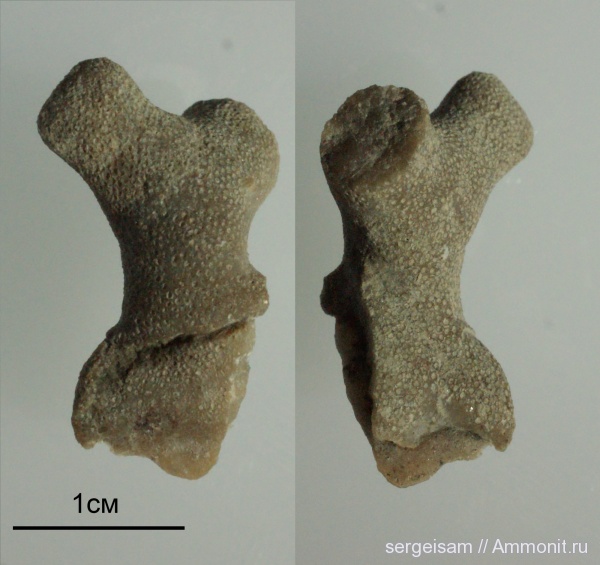 ордовик, мшанки, р. Волхов, Ordovician