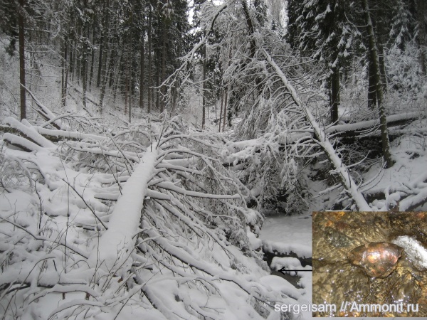 аммониты, Ammonites