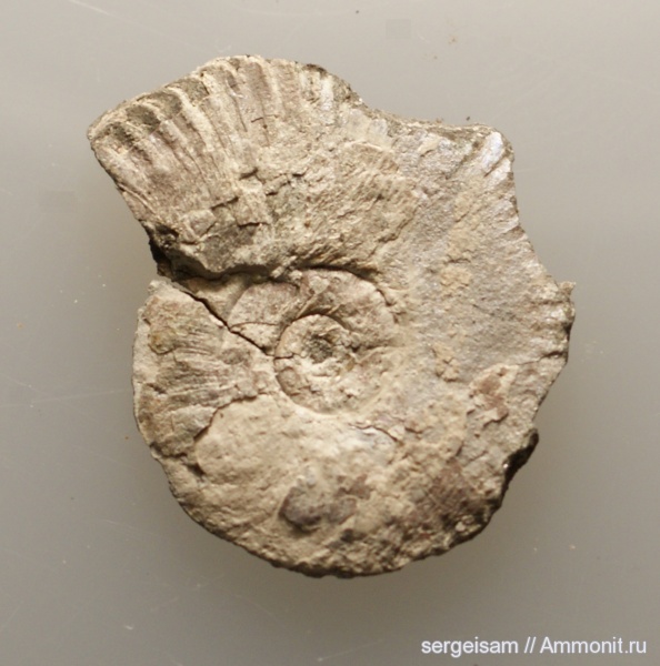 Amoeboceras koldeweyense