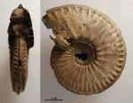 Amoeboceras serratum