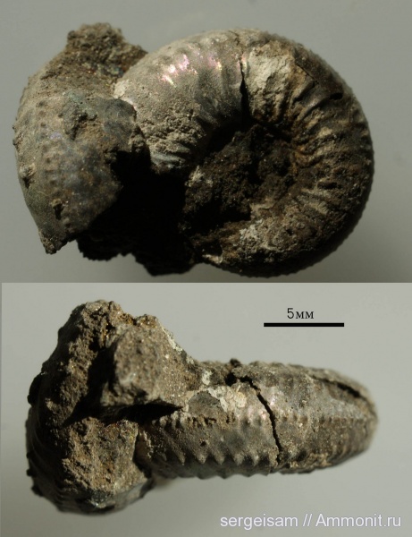 нижний кимеридж, Болгары, Plasmatites, Plasmatites zieteni