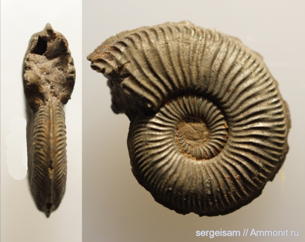 оксфорд, Amoeboceras, Рыбаки, Oxfordian