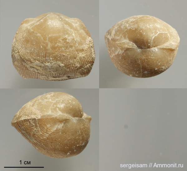 брахиоподы