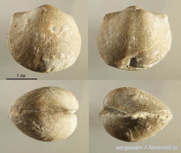 брахиоподы